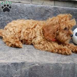 Rambo (micro), Cavapoo Puppy